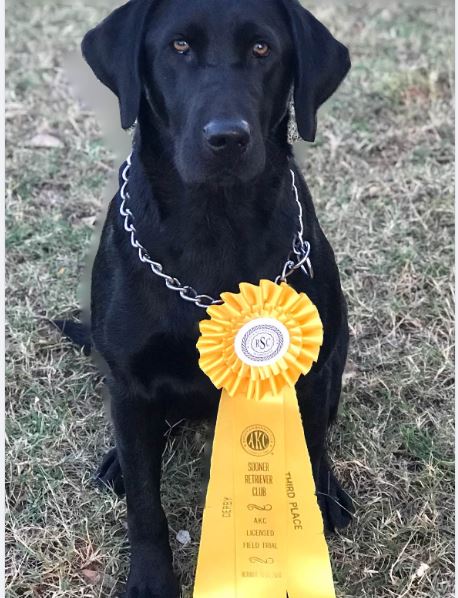 Bayou Magic’s Fannie Quigley | Retriever Results