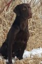 Chocolate Male Puppies from Titled Parents (Grand Sire is FC AFC High Tech CEO)