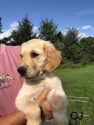 Field Trial/Hunt Test Golden Retriever puppies