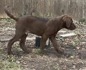 Male Chesapeake Pup "Ranger"