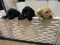 Labrador Puppies Available to go home 3/07/2024