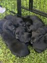 AKC Lab puppies, Tri-factored, black, 3 girls, 3 boys