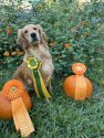 golden retriver pups