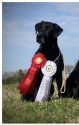 FC AFC Wight's The Dark Side "Vader" X Bella Salty Dog "Bella" JH QA2
