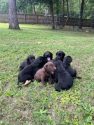 FC Sired Pups available- Black and Chocolate