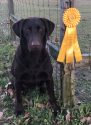 GRHRCH94)-NDL Craig QAA-MH x HR Mo JH -- Chocolates!