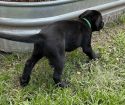 AKC Labrador Retrievers for Sale