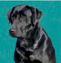 FC AFC Jazztime Hanging Chad x Creek Robber Daughter