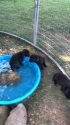 Rambler & Josie Litter